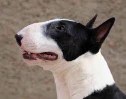 Teacup bull terrier puppies and dogs from a breeder near you by dogsnow.com, part of the equinenow.com, llc group of websites. Miniatur Bullterrier Zuchter Vdh Vom Wendland