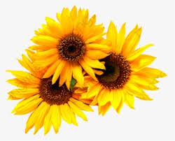 Free Free 326 Vector Clipart Sunflower Png SVG PNG EPS DXF File