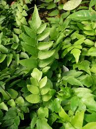 Image result for Satyrium macrophyllum