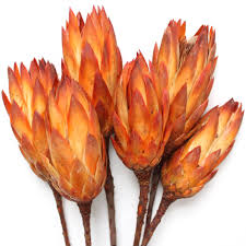Image result for Protea rupestris