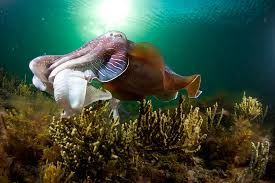 Cuttlefish Breeding Zone Added to National Heritage List - Magic1059
