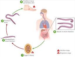 Image result for Hookworm