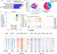 Cancers with similar stages tend to have a similar outlook and are often treated in much the same way. Deltanp63 Dependent Super Enhancers Define Molecular Identity In Pancreatic Cancer By An Interconnected Transcription Factor Network Pnas