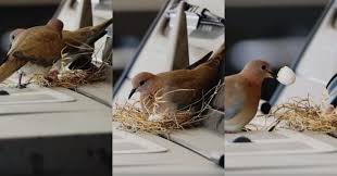 Below are 7 car logos that use bird imagery to describe their product or company. Dubai Crown Prince Doesn T Use Car After Spotting Bird S Nest On It