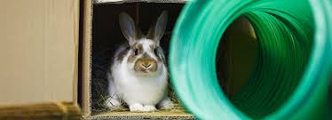 If your bunny is hyper, be happy! Why Does My Rabbit Like To Hide Rspca