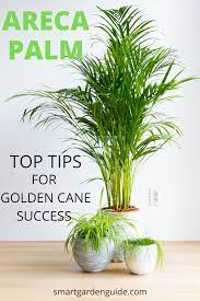 Areca Palm Care Dypsis Lutescens Golden Cane Palm Care Yellow Butterfly Palm Learn How To Grow And Care Areca Palm Care Bamboo Palm Indoor Palm Tree Plant