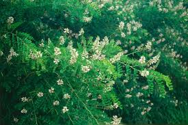 Image result for Indigofera filipes