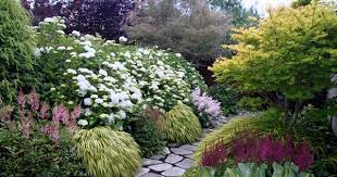 Sister Theresa White Hydrangeas Variegated Japanese Forest Grass And Astilbe And Full Moon Maple White Hydrangea Annabelle Hydrangea Hydrangea