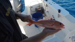 Maybe you would like to learn more about one of these? Ehu Gindai Fish Tacos From 600 Feet Big Island Hawaii Fishing Youtube