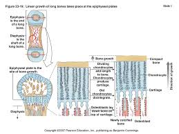They are the nutrient arteries , epiphyseal arteries , metaphyseal arteries and in children the epiphyseal arteries are separated from the metaphyseal arteries due to the presence of an epiphyseal plate. Epiphyseal Plate Is The Site Of Bone Growth Ppt Download