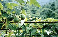 Image result for Momordica repens