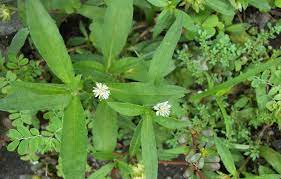 Nama botani tinosprora tuberculata, beumee. 60 Jenis Tanaman Obat Keluarga Herbal Alami Toga Mamikos Info
