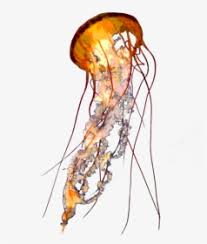 We did not find results for: Jellyfish Png Images Free Transparent Jellyfish Download Kindpng