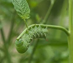 How do you keep bugs out of the garden? Four Tomato Plant Pests And How To Get Rid Of Them Naturally Pestcontrolhowtogetrid Plant Pests Tomato Plant Pests Plants