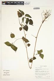 Image result for Laportea ovalifolia