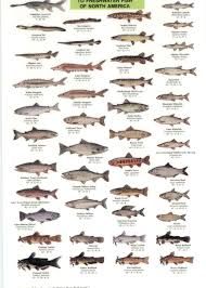 north america fish identification chart fish chart