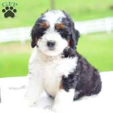 Maybe you would like to learn more about one of these? Mini Bernedoodle Puppy In Millersburg Oh Mini Bernedoodle Bernedoodle Puppy Bernedoodle