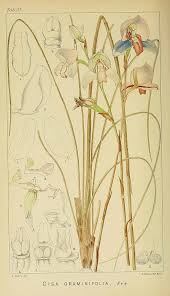 Image result for Disa saxicola