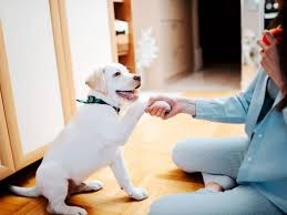 Wohlmöglich in einer etagenwohnung ohne garten? 7 Ideen Hunde Drinnen Zu Beschaftigen Herausfordernde Kopfarbeit