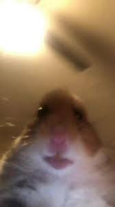 75 best meme wallpaper images in 2020 wallpaper funny 26 meme hd wallpapers background images wallpaper abyss happy thanksgiving memes 2020 pictures photos images wallpaper Hamster Meme Wallpapers Top Free Hamster Meme Backgrounds Wallpaperaccess