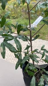 Image result for Ochna pretoriensis