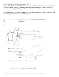A piping and instrumentation diagram (p&id) is a detailed diagram in the process industry which shows the drawing of the digestive system with sections labeled: Od 3754 Onion Cell Diagram Labelled Download Diagram