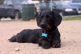 Cream, black, red, tan, blue, chocolate, black & tan, chocolate & cream. Rescue Dachshund Courtesy Listing Rufusontheweb