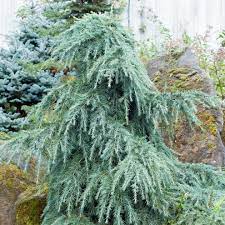 Maybe you would like to learn more about one of these? Dwarf Deodar Cedar Feelin Blue Atlanta By Mcbrayer Landscapes Houzz