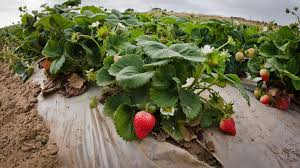 During early spring or after frost, remove mulch. Companion Planting For Strawberries Insteading