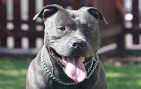 From outlaws to law enforcers, film stars to legendary figures, give your hardy hound a name he or she deserves! 330 Tough Strong Fierce Dog Names For Boy And Girl Puppies The Paws