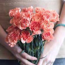 Where can i buy carnation flowers. Apricot Carnations Bulk Fresh Diy Wedding Flowers Flower Moxie