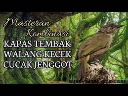 Masteran Kombinasi Kapas Tembak Walang Kecek Cucak Jenggot Youtube Kapas Jenggot