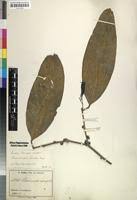 Image result for Strombosiopsis