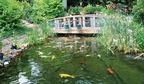 I have a filtered, thousand gallon pond, how many koi can i put in it? Koi In The Balance Pond Trade Magazine