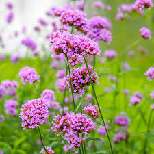 Image result for Verbena × teasii