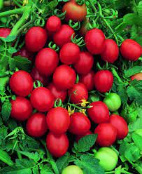 Maybe you would like to learn more about one of these? Tomato Sugar Plum F1 Hybrid Grape Tomato Very Heavy Yielding 1 Inch Plum Shaped Fruit Very Sweet And Tasty Sets I Plum Tomatoes Tomato Seeds Sugar Plum