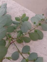 Image result for Phyllanthus nyikae
