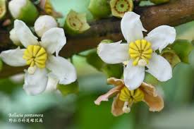 Image result for Bellucia