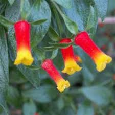 Image result for Manettia