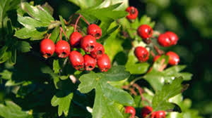 Are the benefits of a vegan diet only for people with high cholesterol? Hawthorn Herbal Ally For The Heart And Mind Vitality Magazine
