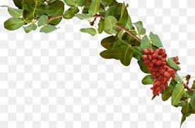 See more ideas about pistachio, pistachio recipes, pistachio tree. Pistachio Tree Png Images Pngwing