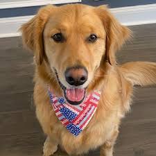 4th of July Dog Bandana, Reversible Scrunchie Bandana, Slip-on Elastic Pet  Scarf