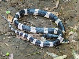 Malayan Krait Bungarus Candidus Laos Reptiles Piste De Danse