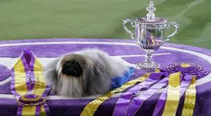 Check spelling or type a new query. Wasabi The Pekingese Wins Best In Show At Westminster Dog Show World News Wionews Com