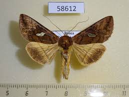 Image result for Autographa excelsa