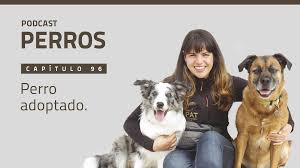 Maybe you would like to learn more about one of these? Capitulo 96 Perro Adoptado Pat Educadora Canina