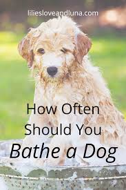 How Often To Bathe Your Dog In 2020 Dogs Dog Bath Puppy Care
