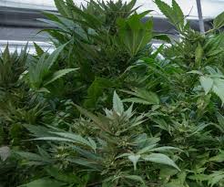 Resultado de imagen de Legalization