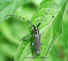 Not to be confused with: Gardensafari Longhorn Beetles With Lots Of Pictures