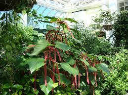 Key West Butterfly And Nature Conservatory Wikipedia